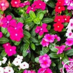 Vinca-Trailing: XP Mix item