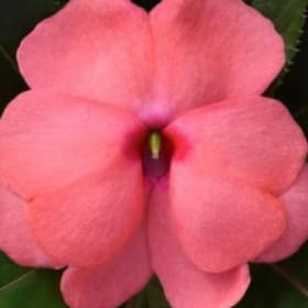 Impatiens - New Guinea:  Salmon Pink item