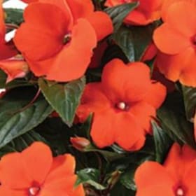 Impatiens - New Guinea:  Orange item