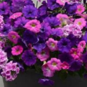 Combos:  Big Flirt item