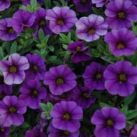 Million Bells: Cabaret Midnight Blue item