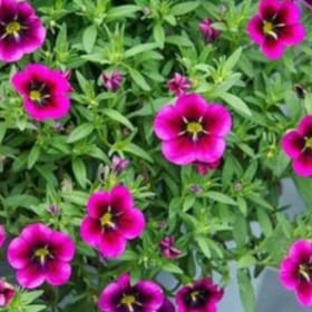 Million Bells: Cabaret Goodnight Kiss item