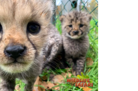 Wildlife Safari Admission item