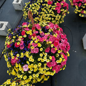 Pair of 12" Premium Hanging Baskets item