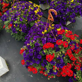 Pair of 12" Premium Hanging Baskets item