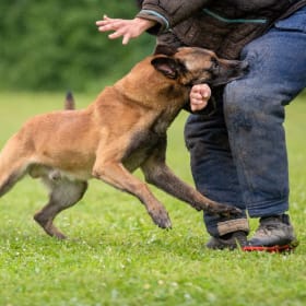 Guardian K9 – Elite Mission-Ready Canine item