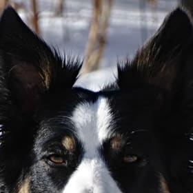 Canine Behavioral Consultation with Nancy Tanner, CPDT-KSA item