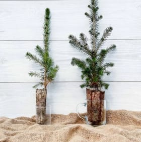 Épinette blanche (1X) item