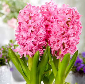 Hyacinth - Pink 4.5in Pot item