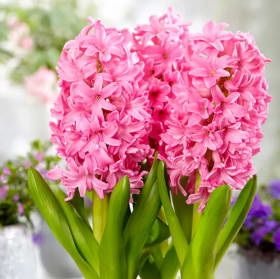 Hyacinth - Pink 6in Pot item