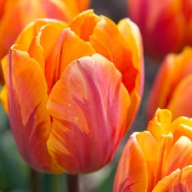 Tulips  - Orange 4.5in Pot item