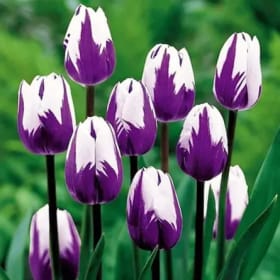 Tulips  - Pink & White 4.5in Pot item