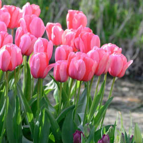 Tulips  - Pink 4.5in Pot item