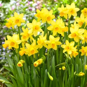 Mini-Daffs 4.5in Pot item