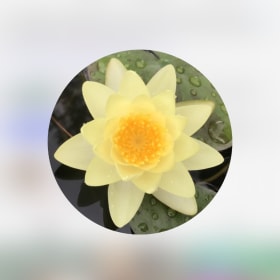 $250 Garden Ponds Kauai gift card item