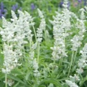 A42 Salvia-White item