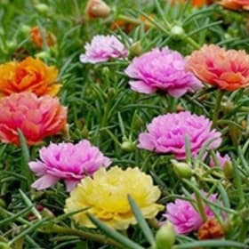 A38 Portulaca Mix item