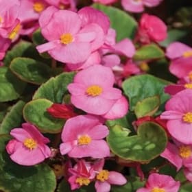 A08 Begonias (Green) Pink item