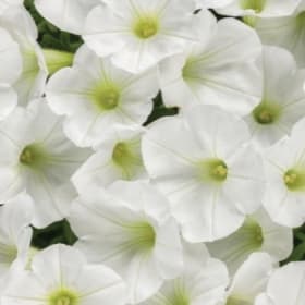 A36 Petunia-White item