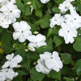 A19 Impatiens White item