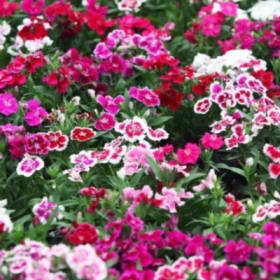 A17 Dianthus (Sweet William) Mix item