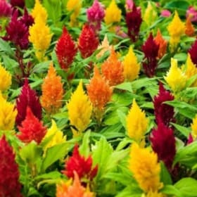 A12 Celosia Dwarf Mix item