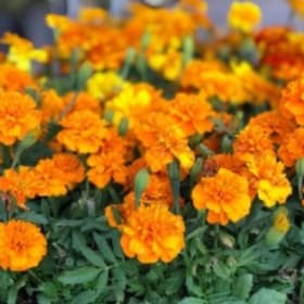 A32 Marigold Dwarf-Orange item