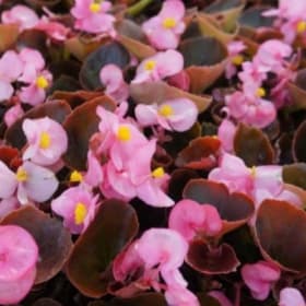 A09 Begonias (Bronze) Pink item