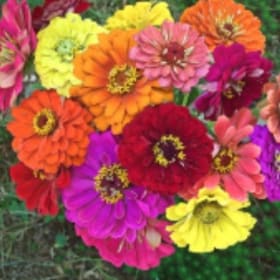 Zinnia-State Fair Tall item