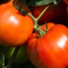 Tomato Rutgers 250 item