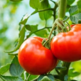 Tomato Ramapo F1 Hybrid item