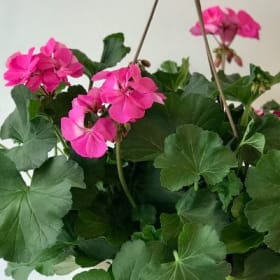 Geraniums (PINK) - 10in Hanging Basket item