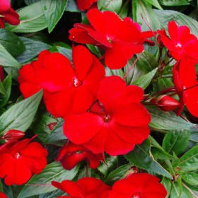 New Guinea Impatiens (RED) -  1 Flat (Ten 4in pots) item