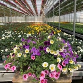 Calibrachoa (MYSTIC MIX) - 10in Hanging Basket item