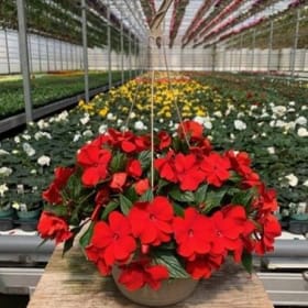 New Guinea Impatiens (RED) - 10in Hanging Basket item