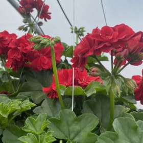 Ivy Geranium (RED)- 10in Hanging Basket item