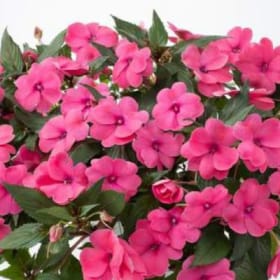 New Guinea Impatiens (HOT PINK) - 10in Hanging Basket item