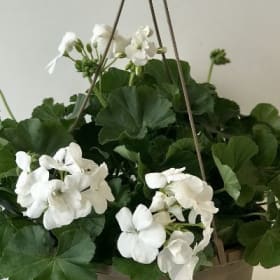 Geraniums (WHITE) - 10in Hanging Basket item