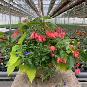 Pink Dragon Wing Begonia - 12in Mixed Hanging Basket item