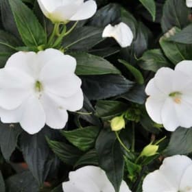 New Guinea Impatiens (WHITE) - 1 Flat (Ten 4in pots) item