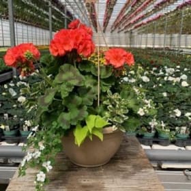Salmon Geranium - 12in Mixed Hanging Basket item
