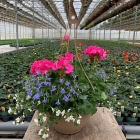 Pink Geranium - 12in Mixed Hanging Basket item