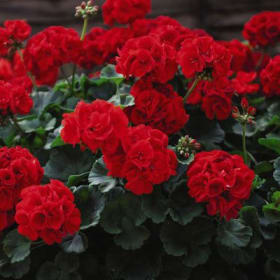 Geraniums (RED) - 1 Flat (Ten 4in pots) item