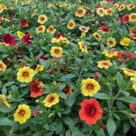 Calibrachoa (SUNSET MIX) - 10in Hanging Basket item