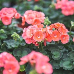 Geraniums (SALMON) - 1 Flat (Ten 4in pots) item
