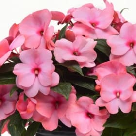 New Guinea Impatiens (PINK) -  1 Flat (Ten 4in pots) item
