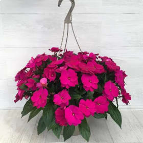 New Guinea Impatiens (PURPLE) - 10in Hanging Basket item
