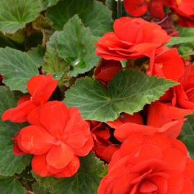 Tuberous Begonias (RED) - 1 Flat (Ten 4in pots) item