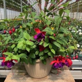 Fuchsia  (RED/LAVENDER) - 10in Hanging Basket item