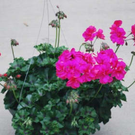 Ivy Geranium (PINK)- 10in Hanging Basket item